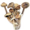 B+ Mushrooms