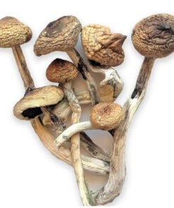 B+ Mushrooms