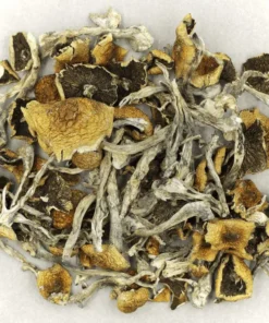 Daddy Long Legs Mushrooms
