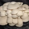 Elm Oyster Mushroom