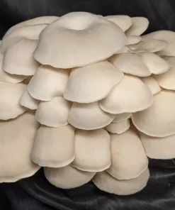 Elm Oyster Mushroom
