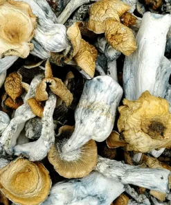 HillBilly Mushrooms