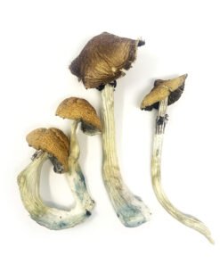 Koh Samui Mushroom