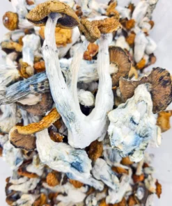 Makilla Gorilla Mushrooms