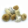 Mazatapec Mushrooms