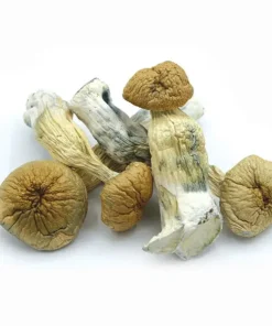 Mazatapec Mushrooms