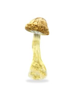 Melmac Mushrooms