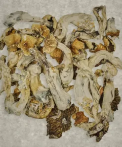 Pink Buffalo Mushrooms
