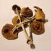 Purple Mystic Mushroom