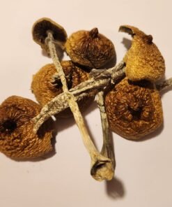 Purple Mystic Mushroom