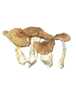 Steel Magnolia Mushroom