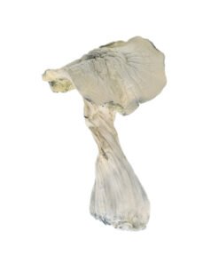 TAT Mushroom