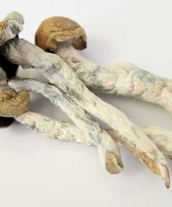 Thrasher Mushroom Strain