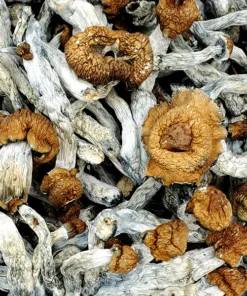 Trinity Mushroom