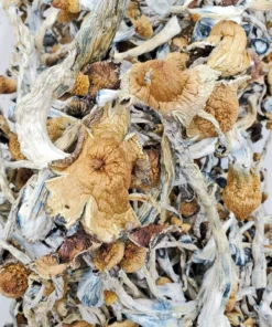 Z Strain Mushrooms