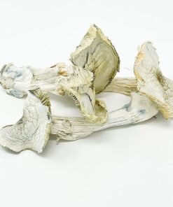 Albino A+ Mushrooom