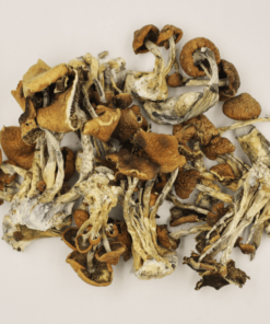 Cambodian Mushrooms