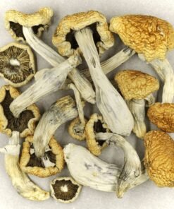 Golden Teacher Mushroom