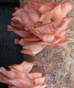 Pink Oyster Mushroom